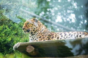 leopard in the zoo
