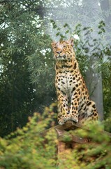 leopard in the zoo