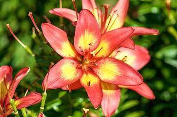 red tiger lily