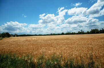 wheat field and sky
