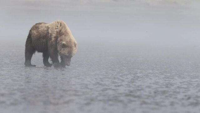 Large grizzly brown bear walking on frozen lake in Alaska looking for food