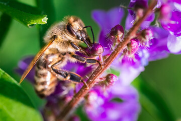 Honey bee collecting pollen at violet flower. Pollination concept. Bee over the green blur background