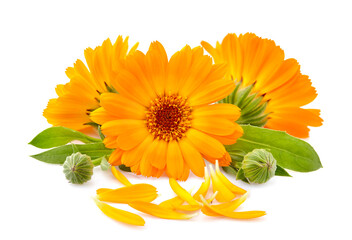 Calendula. Flower  isolated on white background.