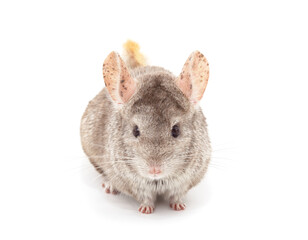 One brown chinchilla.