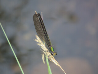 Libelle auf einem Halm