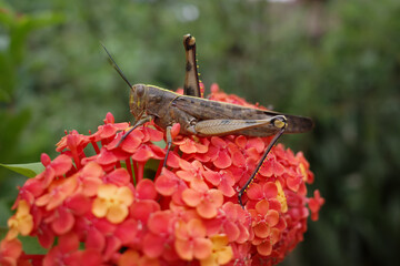 grasshopper sitting on a red flower
