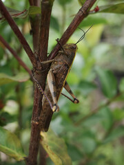 grasshopper on the branch