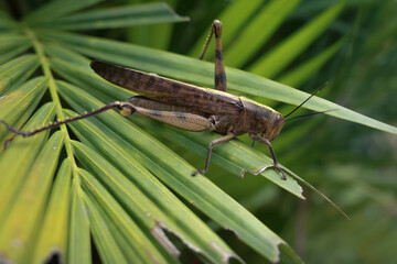 grasshopper on the grass
