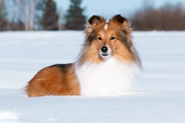 Stunning nice fluffy sable white shetland sheepdog, sheltie snowy portrait with ice background on a cold sunny winter day. Small lassie, little collie dog lies outside on a snow - obrazy, fototapety, plakaty