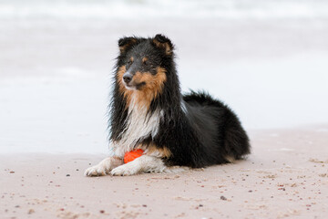 Cute funny sable black and white tricolor shetland sheepdogs, sheltie lies on a sandy beach on a...
