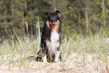 Cute black and white, tricolor shetland sheepdog, sheltie portrait on the beach  windy weather....