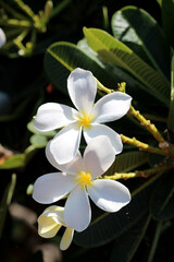 Close-up view of the Plumeria flowers.