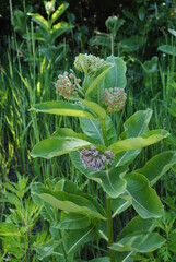 The early stage of a flowering milkweed plant in mid to late spring. From the genus Asclepias. An important host plant for the monarch butterfly.