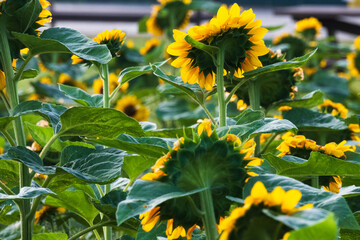 朝日を浴びて輝くひまわり畑の後ろ姿