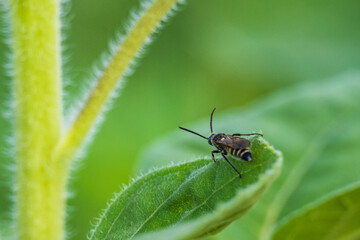 ひまわりの葉の上を歩く虫