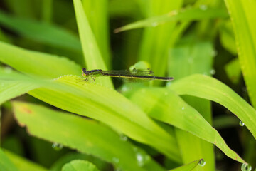 水辺で翅を休めるイトトンボ