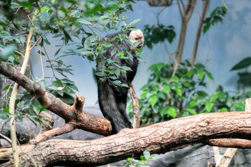 Cute monkey. The white-faced saki (Pithecia pithecia). Animal wild life. Nature and animals.