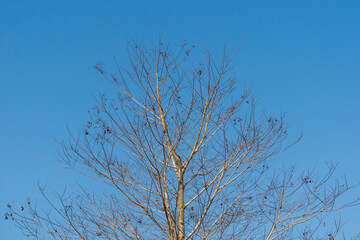 Fototapeta na wymiar tall dry old leafless tree isolated over bright blue sky in the morning