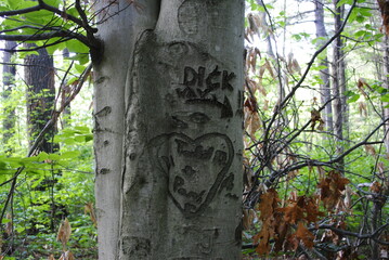 Scarring on a tree trunk from vandals cutting into it. Environmental problems caused by people.