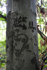 Scarring on a tree trunk from vandals cutting into it. Environmental problems caused by people.