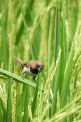 bird in the pond