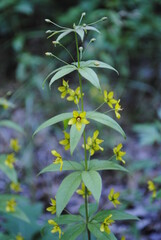 Lysimachia quadrifolia flowering with red and yellow blossoms in spring. Common names are whorled loosestrife, whorled yellow loosestrife, and crosswort. 