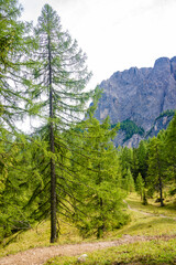 View over magical ancient pine and spruce forests, Dolomites, South Tyrol, Italy.