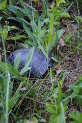 Spotted Turtle (Latin name Clemmys guttata) digging a hole with her back feet to lay her eggs in a swamp in the springtime.