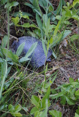 Spotted Turtle (Latin name Clemmys guttata) digging a hole with her back feet to lay her eggs in a swamp in the springtime.