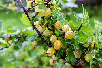Obraz premium Ripening green gooseberries on a bush in the sunlight