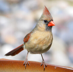 red cardinal closeup