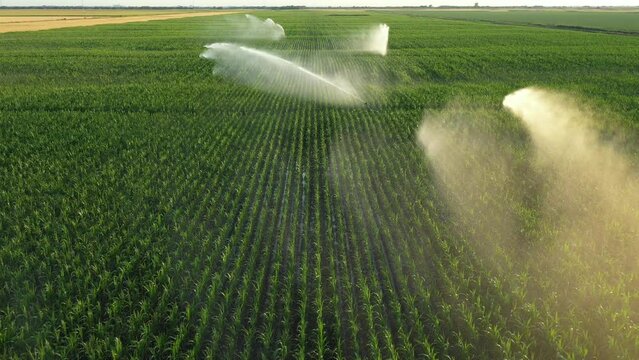 Aerial view, dolly move fly backwards, of irrigation system, water jet rain guns sprinklers, on field with corn, helping grow, vegetation in dry season, increases crop yields.