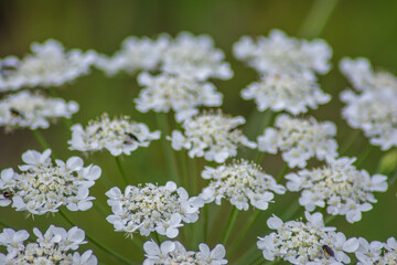 Flowers in the wild. beautiful flowers in the mountains