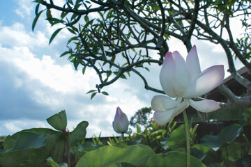 lotus flower lotus bud and lotus pod