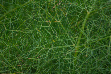 Texture for design. Amazing plants with beautiful textures. Pattern for decoration