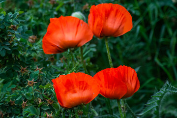 Fototapeta premium Red poppies. Poppies in nature. Beautiful poppy flowers.
