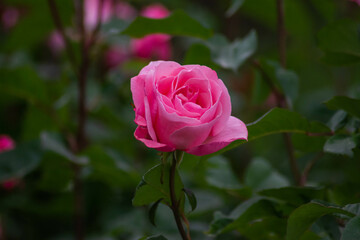 Fototapeta premium Red Rose. Lonely rose in the garden. Beautiful flower