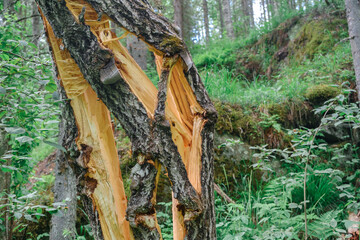 A cracked tree under the action of lightning. Destruction of the trunk due to the elements. A broken tree.