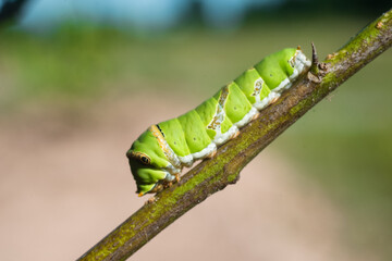 green caterpillar on a leaf