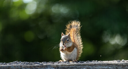 Fluffy red squirrel. Green background. © Liubov Kartashova