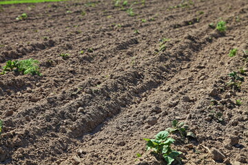 Arable land with young potato sprouts. Green small shoots of potato seeds. Growing vegetables in agriculture.