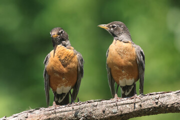 Two Robins on branch, probably mother and  full grown chick