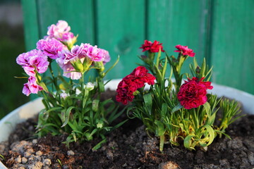 Pink and red petunia flowers in close-up as a background. An image of a colorful petunia in an outdoor pot.