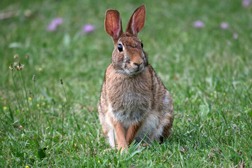 Wild Rabbit grazing on lawn, watchfully