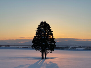 A snow field and a tree shining in the sunset