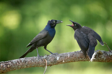 Obraz premium Grackles feeding chicks
