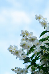 Jasmine flowers on a bush against a blue sky