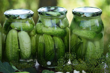 Jars of pickled cucumbers, fermented cucumbers, pickles, dill, garlic, horseradish and herbs.