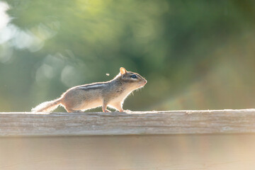 Cheerful chipmunk explores the world, gentle evening light