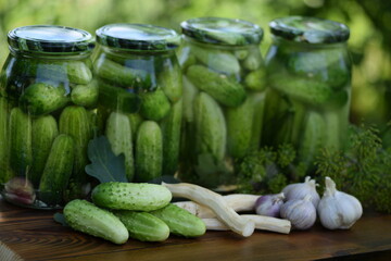Jars of pickled cucumbers, fermented cucumbers, pickles, dill, garlic, horseradish and herbs.